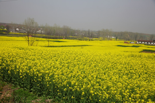 油菜花