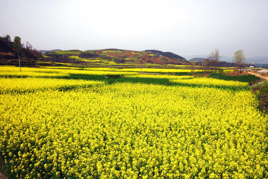 油菜花