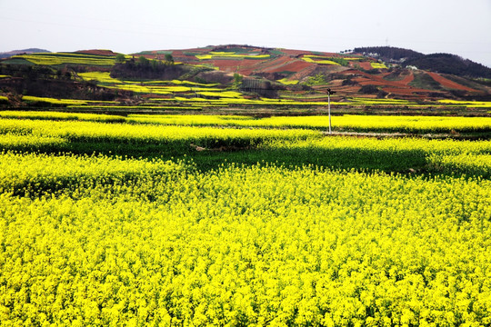 油菜花