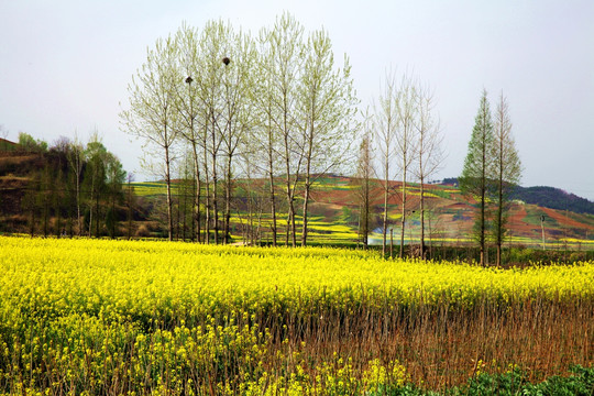 油菜花