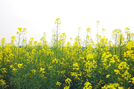 油菜花