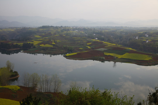 油菜花海