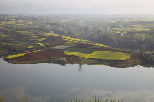 油菜花海