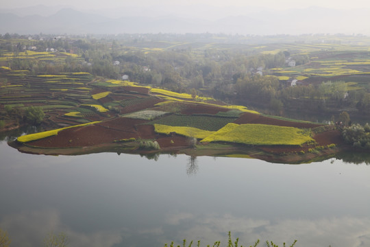 油菜花海