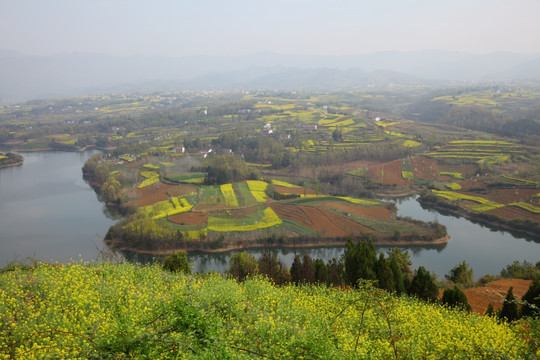 油菜花海