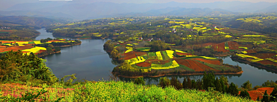 油菜花海