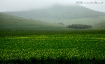 夏季雨中田野