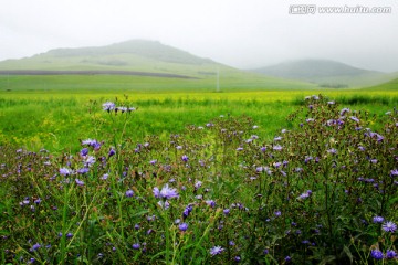 大兴安岭夏季田野