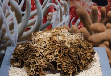 十字牡丹珊瑚