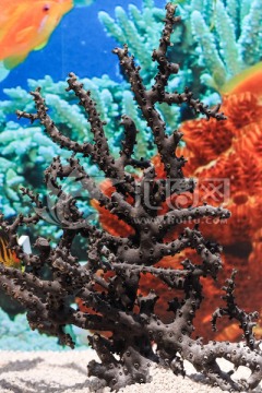 黑管筒星珊瑚