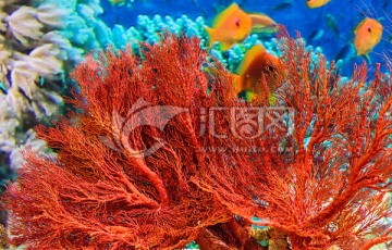 褚色海底柏 红珊瑚 珊瑚骨骼