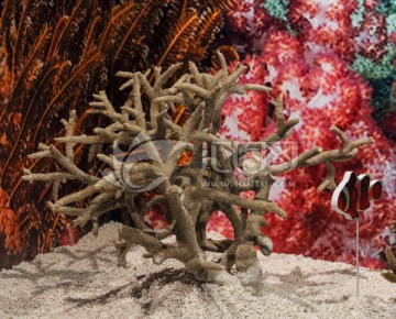 壮实鹿角珊瑚