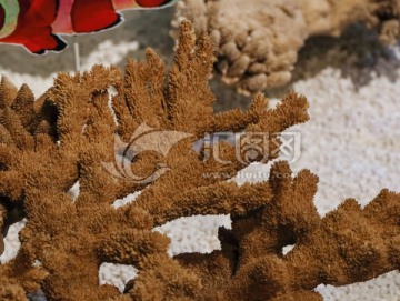 丘突鹿角珊瑚