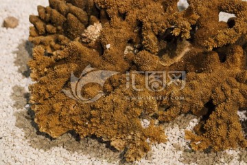 板叶鹿角珊瑚 鹿角珊瑚