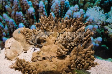 巨锥鹿角珊瑚