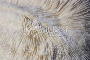 刺石芝珊瑚纹理 珊瑚
