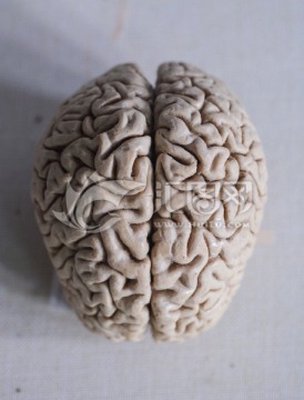 大脑模型 人类大脑 Brain