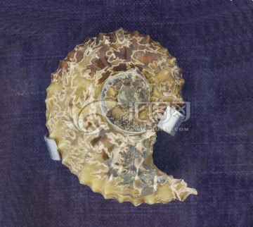 菊石 化石标本 旋菊石科