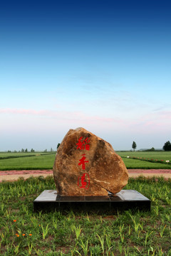 水稻田 石头