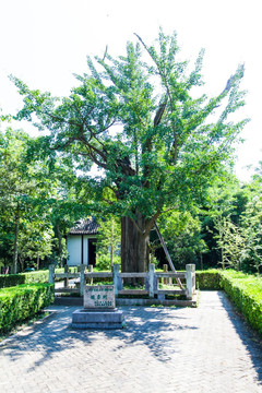 古银杏树