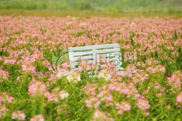 红丁香 花海