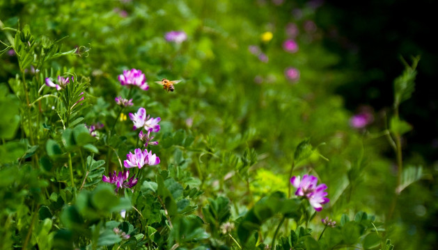 紫云英 蜜蜂 采蜜