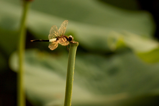 阳光下的蜻蜓