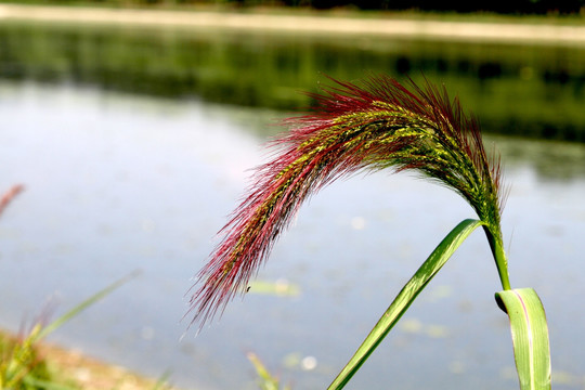 水草花