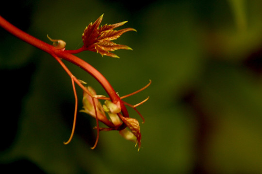 爬山虎芽