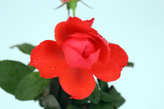 雨滴玫瑰花 月季花