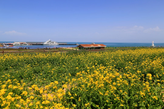 青海湖 远景