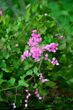 鲜花
