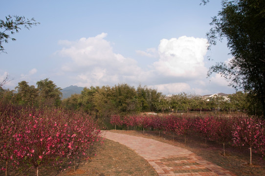 桃花从