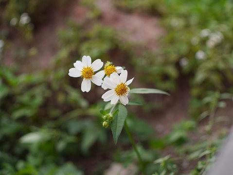 路边的小白花