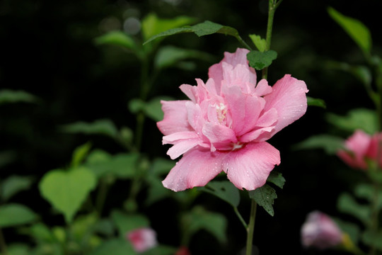 木槿花特写