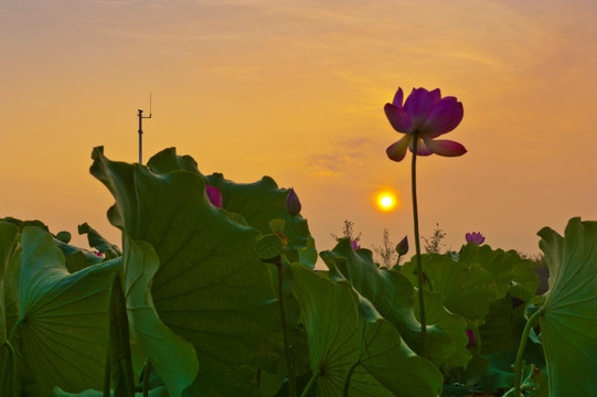 夕阳朝阳云彩荷花