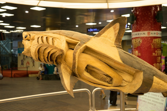 鲨鱼标本模型