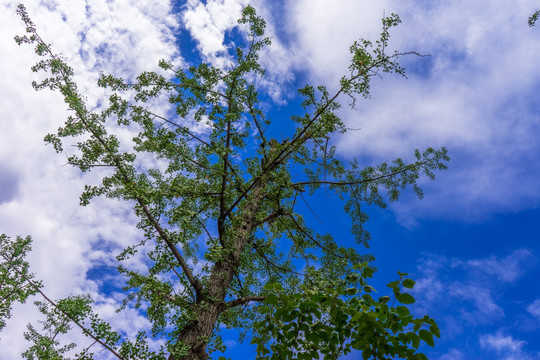 天空 大树