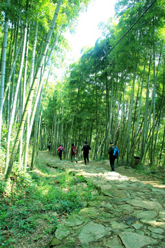 竹林 登山