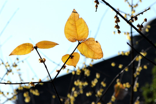 黄树叶