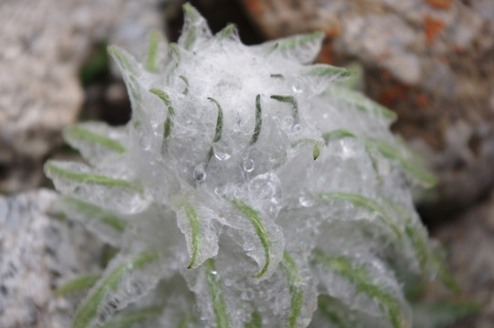 雪莲