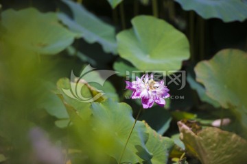 荷花 荷花池