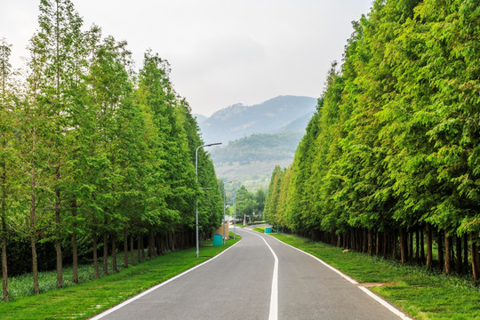 道路