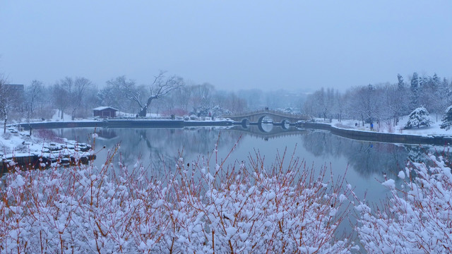 北京植物园冬景