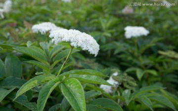 五福花科 五福花