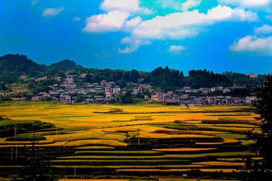 秋景 金黄稻田