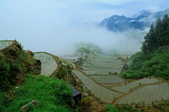 梯田