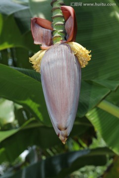 芭蕉花蕾