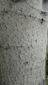 新疆核桃树皮