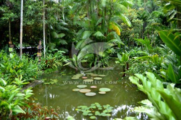 林中池塘